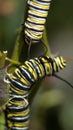 Monarch butterfly caterpillars Royalty Free Stock Photo