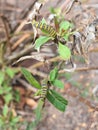Monarch butterfly caterpillars on milkweed Royalty Free Stock Photo