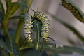 Monarch Butterfly Caterpillars Royalty Free Stock Photo
