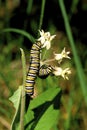 Monarch Butterfly Caterpillars 44419