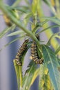 Monarch butterfly caterpillars on swan plant Royalty Free Stock Photo