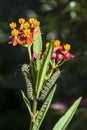 Monarch Butterfly Caterpillars Royalty Free Stock Photo