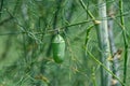 Monarch butterfly chrysalis on asparagus greenery. Royalty Free Stock Photo