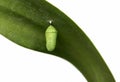 Monarch butterfly chrysalis Royalty Free Stock Photo