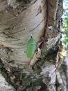 A monarch butterfly chrysalis attached to a branch of a birch tree in summer Royalty Free Stock Photo