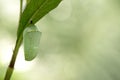 Monarch butterfly chrysalis, beautiful cocoon