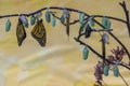 Monarch butterfly and chrysalis in clear and early stages Royalty Free Stock Photo