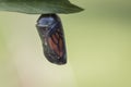 Monarch Butterfly Chrysalis in clear stage hanging from Milkweed leaf Royalty Free Stock Photo