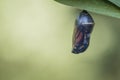 Monarch Butterfly Chrysalis in clear stage hanging from Milkweed leaf Royalty Free Stock Photo