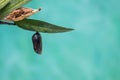 Monarch butterfly chrysalis clear stage teal blue background Royalty Free Stock Photo