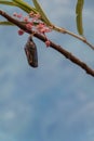 Monarch Butterfly Chrysalis in clear stage portrait Royalty Free Stock Photo