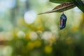 Monarch Butterfly Chrysalis, Danaus Plexppus, on milkweed with jewel tones background Royalty Free Stock Photo