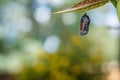 Monarch Butterfly Chrysalis, Danaus Plexppus, on milkweed with jewel tones background Royalty Free Stock Photo