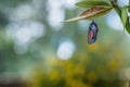 Monarch Butterfly Chrysalis, Danaus Plexppus, on milkweed with jewel tones background Royalty Free Stock Photo