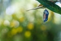 Monarch Butterfly Chrysalis, Danaus Plexppus, on milkweed with jewel tones background Royalty Free Stock Photo