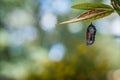 Monarch Butterfly Chrysalis, Danaus Plexppus, on milkweed with jewel tones background Royalty Free Stock Photo