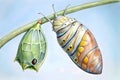 Monarch Butterfly Chrysalis and Emerging Adult