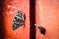 Monarch Butterfly Chrysalis Emerging from Pupa or Cocoon on the Orange Wall Royalty Free Stock Photo