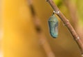 Monarch Butterfly Chrysalis Royalty Free Stock Photo