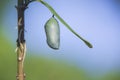 Monarch Butterfly Chrysalis Royalty Free Stock Photo