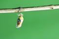 Monarch butterfly chrysalis Royalty Free Stock Photo