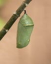 Monarch Butterfly Chrysalis Royalty Free Stock Photo