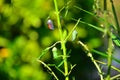 Monarch Butterfly Chrysalis Royalty Free Stock Photo