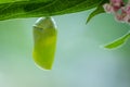 Monarch Butterfly Chrysalis newly formed on Swamp Milkweed