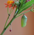 Monarch Butterfly Chrysalis and milkweed plant Royalty Free Stock Photo