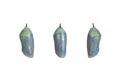 Monarch butterfly chrysalis one day before emerging as the chrysalis becomes transparent Royalty Free Stock Photo