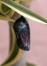 Monarch Butterfly Chrysalis Preparing to Open Royalty Free Stock Photo