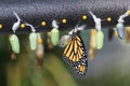 Monarch Butterfly Chrysalis Royalty Free Stock Photo