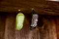 Monarch Butterfly Chrysalises