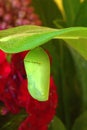 Monarch butterfly chrysallis (Danaus plexippus) Royalty Free Stock Photo
