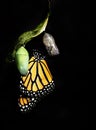 Monarch Butterfly Clinging to Empty Chrysalis