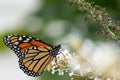 Monarch butterfly clinging to the wildflower. Her legs sorting through to pollinate. Her orange and black wings pointed up. Royalty Free Stock Photo