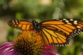 Monarch butterfly close up on Echinacea flower Royalty Free Stock Photo