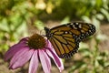 Monarch butterfly close up profile on Echinacea flower Royalty Free Stock Photo