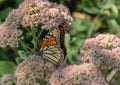 Monarch butterfly with closed wings perching on sedum