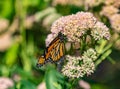 Monarch butterfly with closed wings perching on sedum