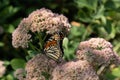 Monarch butterfly with closed wings perching on sedum