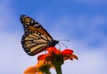 Monarch Butterfly Closeup Royalty Free Stock Photo