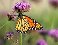 Monarch butterfly closeup in Purple Verbena flower garden Royalty Free Stock Photo