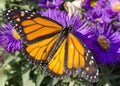Monarch Butterfly on clump of Purple Aster flowers Royalty Free Stock Photo