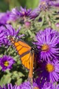 Monarch Butterfly on clump of Purple Aster flowers Royalty Free Stock Photo