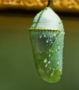 Monarch butterfly cocoon Royalty Free Stock Photo