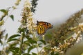 Monarch butterfly collecting nectar from the butterfly bush. The orange and black wings to the side while he pollinates.