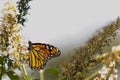 Monarch butterfly collecting nectar from the butterfly bush. The orange and black wings to the side while he pollinates.