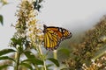 Monarch butterfly collecting nectar from the butterfly bush. The orange and black wings to the side while he pollinates. Royalty Free Stock Photo