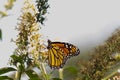 Monarch butterfly collecting nectar from the butterfly bush. The orange and black wings to the side while he pollinates.